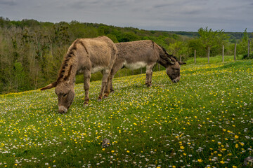 Animal ferme cheval 35