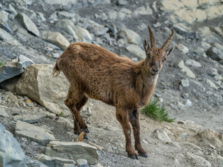 Alpine ibex in Vercors, South French Alps