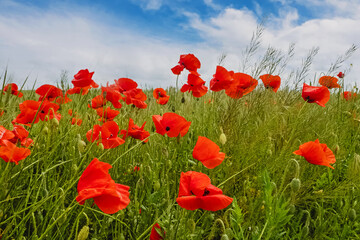 Field with red poppy flowers.