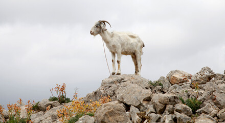 Goat on the rocks. Nature background.
