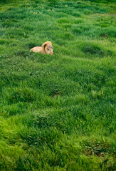 Huge beautiful male lion is lying and relaxing alone on the green grass field in savannah. African big five. 