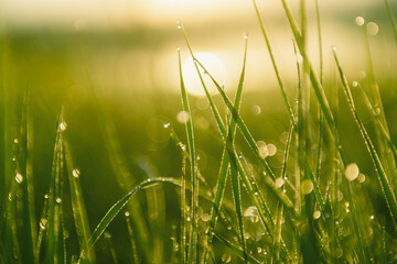 Green grass with morning dew at sunrise. Macro image, shallow depth of field. Beautiful summer...