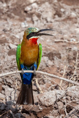 White-fronted Bee-Eater - Chobe River - Botswana