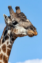 Giraffe - Savuti region - Botswana
