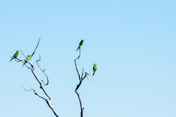 Bee-eaters or non-passerine birds sitting high on leaveless tree branches with cloudless blue sky in background