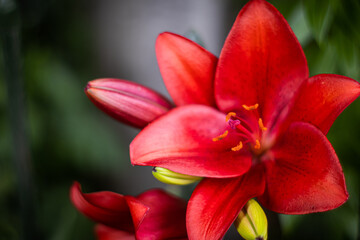赤いスカシユリのアップ