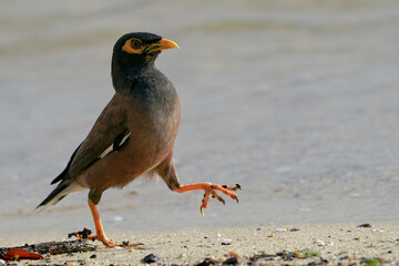 Birds in Singapore  a Common Myna walking on the sea coast