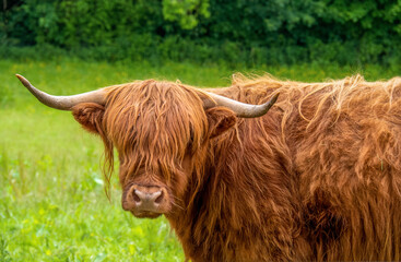 Hairy brown Highland Cattle cow facing camera. Agriculture.