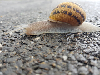 Lumaca