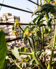 close up macro image of tomato plant twig with yellow flower in kitchen garden with morning sunlight sunrays