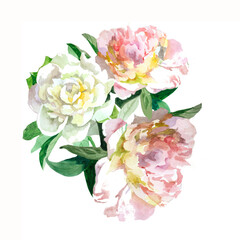 Obraz na płótnie Canvas White and light pink peonies bouquet watercolor on white background botanical illustration for all prints. Floral pattern.