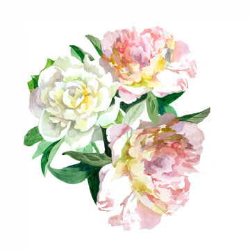 White and light pink peonies bouquet watercolor on white background botanical illustration for all prints. Floral pattern.