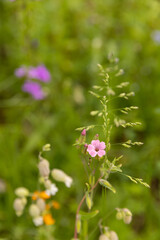 pink flowers in the garden