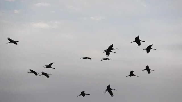 Flying cranes at Lake G&uuml;nz