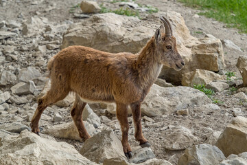 young alpin ibex in mountain