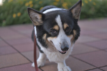 ブラックヘッドのコーギー犬の顔のアップ