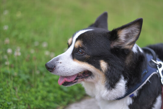 428 Best トライカラー Images Stock Photos Vectors Adobe Stock