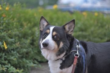 散歩中に優しい顔をする黒いコーギー犬