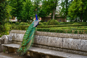 Obraz premium Peacock perched on a bench in a public park with lush vegetation. Aranjuez.