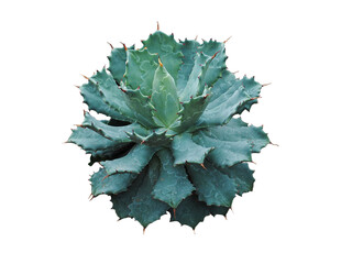 Fototapeta premium Agave plant isolated on white background. clipping path. Agave plant tropical drought tolerance has sharp thorns.