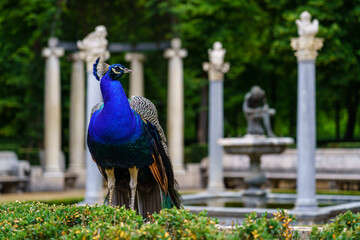 Peacock in a public park with old white stone columns. - Powered by Adobe
