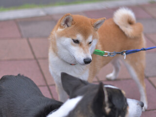 早朝に公園を散歩している犬達