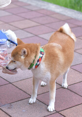 ペットボトルの給水器で水を飲む柴犬