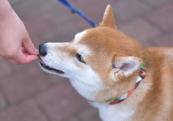 躾におやつを利用する飼い主の手と柴犬