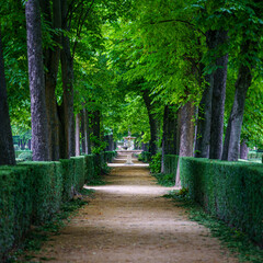 Public park with large trees and dirt roads for walking.