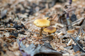 mushroom nature