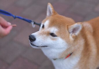 おやつを貰う時の柴犬の表情