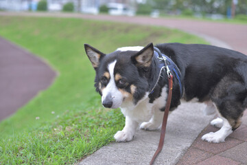 土手を散歩する黒いコーギー犬
