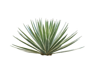 Naklejka na ściany i meble Agave plant isolated on white background. clipping path. Agave plant tropical drought tolerance has sharp thorns.