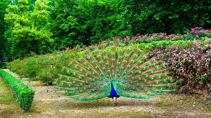 Peacock with its tail open showing vivid colors in a symmetrical arrangement. Aranjuez.