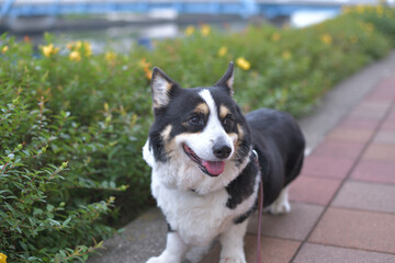 黄色い花とブラックヘッドのコーギー犬