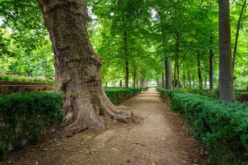 Public park with large trees and dirt roads for walking.