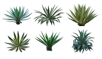 Set collection Agave plant isolated on white background.This has clipping path.