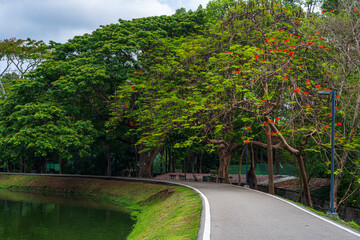 Fototapeta na wymiar road landscape view and tropical red flowers Royal Poinciana in Ang Kaew Chiang Mai University Forested Mountain blue sky background with white clouds, Nature Road in mountain forest.