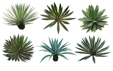 Set collection Agave plant isolated on white background.This has clipping path.