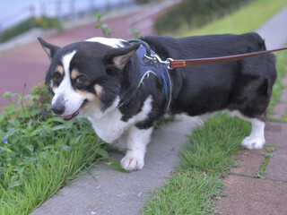 土手を散歩する黒いコーギー犬