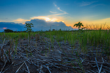 Burned grass rice stubble in a rice field after harvest and Brown Land with dry soil or cracked...