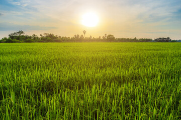 Scenic view landscape of Rice field green grass with field cornfield or in Asia country agriculture harvest with fluffy clouds blue sky sunset evening background.