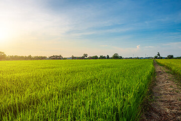 Scenic view landscape of Rice field green grass with field cornfield or in Asia country agriculture...