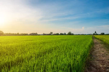 Fotobehang Scenic view landscape of Rice field green grass with field cornfield or in Asia country agriculture harvest with fluffy clouds blue sky sunset evening background. © Thinapob