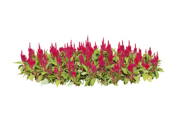 Red Flowers bush tree isolated on white background,Objects with Clipping Paths