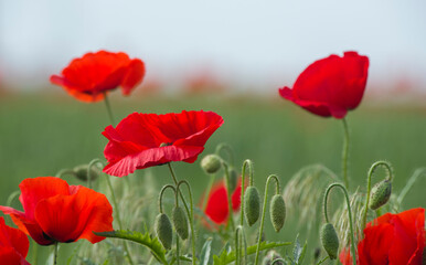 Fototapeta na wymiar Poppy flower in a wheat field 