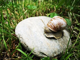 Snail crawling on the ground