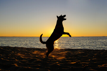 Pies i zachód słońca - obrazy, fototapety, plakaty