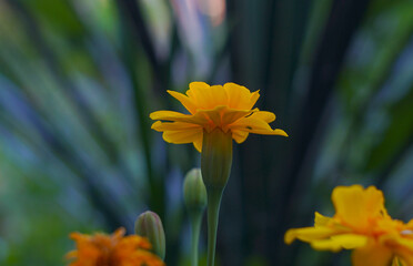 Yellow daisy flowers