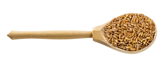 wooden spoon with Emmer farro grains isolated